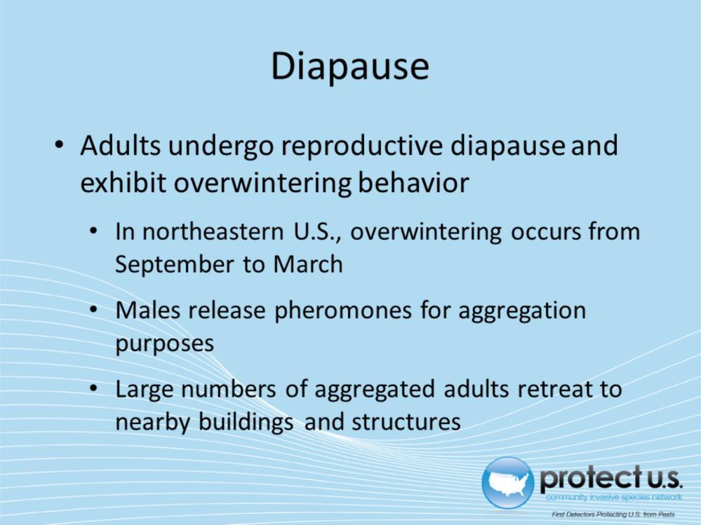 Adults reach a reproductive diapause, or a period of suspended development and reproductive activity. In its current U.S.