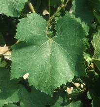 (Cyprus). Regulations In France, Chardonnay B is officially listed in the "Catalogue of vine varieties".