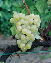 Malta, Netherlands, Portugal, Czech Republic, Romania, Slovakia, Slovenia and Sweden Use Wine grape variety Evolution of area under vines in France 1958 1968 1979 1988 1998 2008 2011 ha 7325 9805