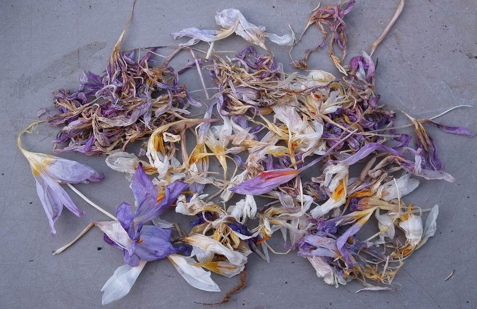 All the withered flowers that you can see on this pot of crocus are now at the stage where they should be removed.