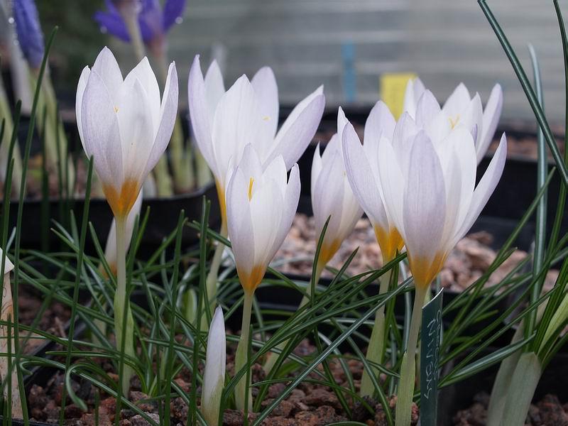 Crocus caspius Crocus caspius is one of the many species that flowers with its leaves and you can see the lovely yellow