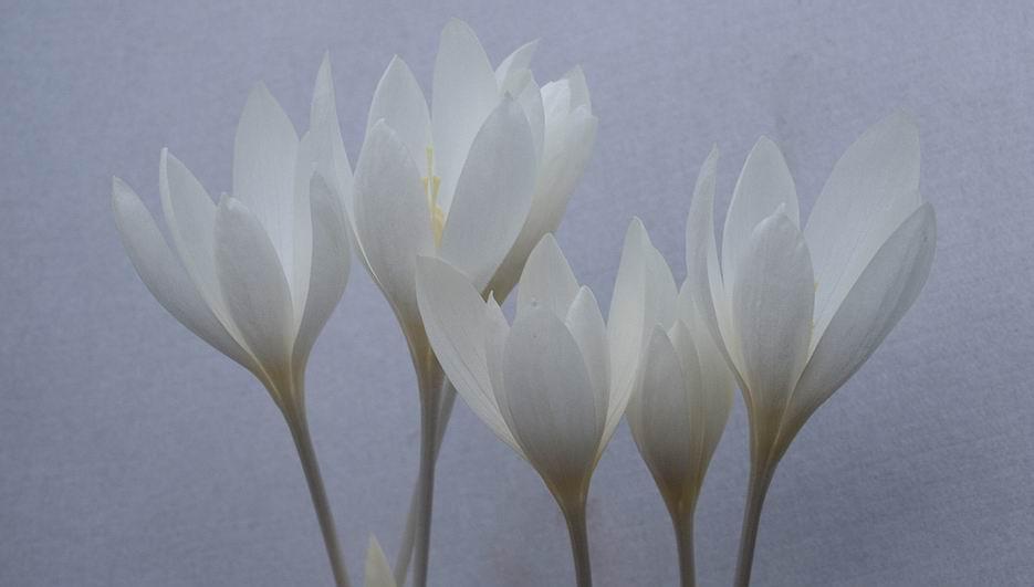 Crocus ochroleucus albus I will share a few more of the Crocus that are in flower today with you starting