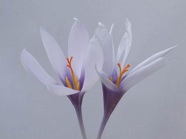 Crocus mathewii The same kind friend also gave me two corms of Crocus mathewii which I am delighted to have