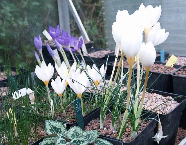 The flowers of Crocus kotschyanus appear quite a while before there is any leaf growth so it will not need and further watering after the two storms until the leaves appear.