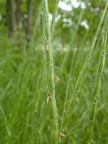 Characteristics of downy brome are similar to Poa annua: Invasive, competitive weed