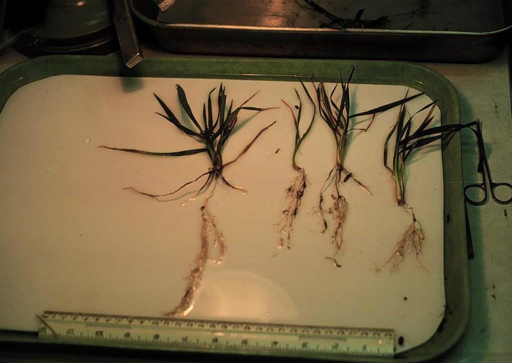 Poor growth of winter wheat in spring High numbers of Pseudomonas on roots Toxin
