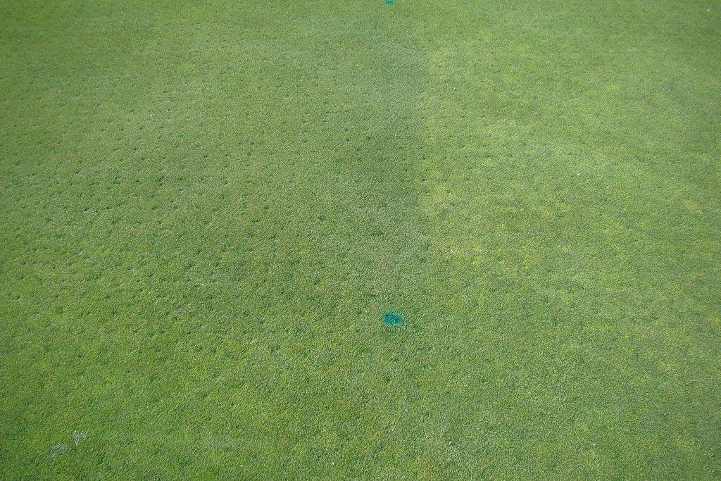 Poa annua control with PoaCure on bentgrass greens 5% Poa 65% Poa 3 applications @1.