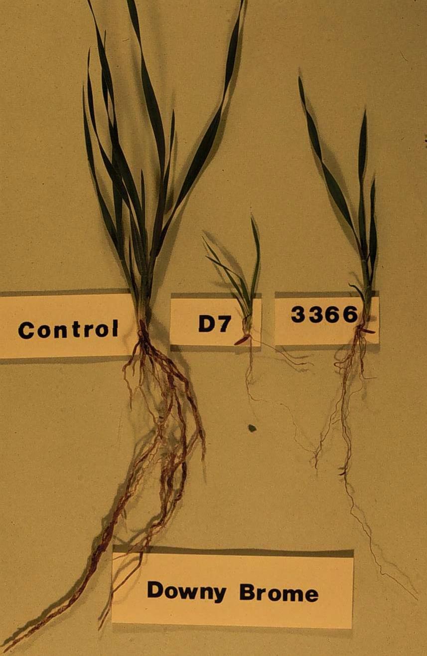 Plant-Suppressive Compounds No visible lesions No signs of pathogenicity Inhibit root cell elongation