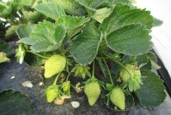 Day-neutral strawberries and two June-bearing varieties