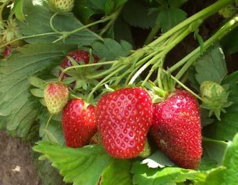 Colonists in eastern North America sent the meadow strawberry, F. virginiana, back to Europe. A French spy monitoring the Spanish in Chile, who was also a botanist, brought plants of F.