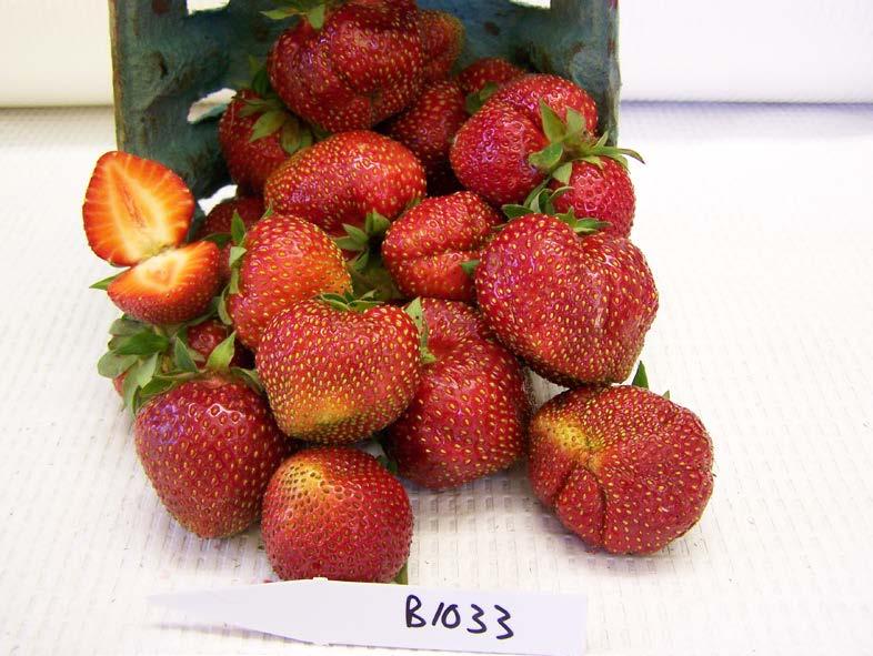 Flavorfest USDA-Beltsville Large blocky fruit Late mid-season High