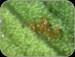 2 nd -3 rd instars nymphs