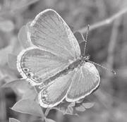 Name - Eastern Tailed Blue Author - Steven Rose Photo courtesy of Harvey Kirsch Scientific Name - Everes comyntas Size - 3/4-1 inch ( 2-2.