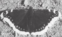 Name - Mourning Cloak Authors - Stephanie Fink and Sean Davis Scientific Name - Nymphalis antiopa Size - 3 1/8-4 inches (8.0-10.