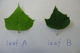 leaf sample from roadside Procedure: 1. Leaves were washed and dried. 2.