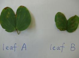 Experiment 1: Comparing the difference in appearance of leaves in two regions Date: 12-3-2012 Time: 13:20-14:00 Aim: To compare the difference in appearance between aleurites moluccana leaves in