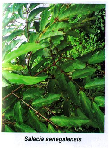 Materials and Methods Plant Material collection and authentication The medicinal plant Salacia senegalensis (fig. 1) was obtained from the forest of Orji Owerri North L.G.