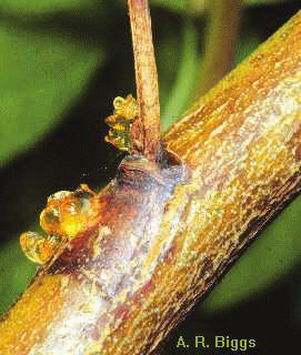 Cankers often ooze gummy sap (gummosis) that eventually hardens (Fig 4). More information: See also our newest fact sheet Fire Blight http://www.ca.uky.