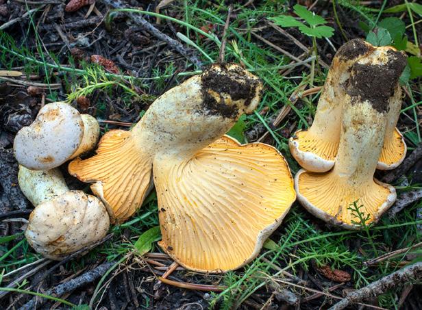 make it look like a fox face. The delicate chanterelles belong to the Craterellus genus with C. cornucopioides and C. tubaeformis, the black trumpet and the yellow foot.