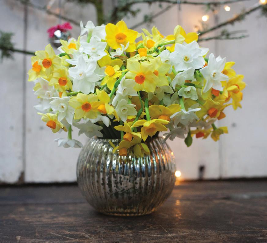 Christmas Scented Narcissi Winter 2014 P.3 P.6 P.