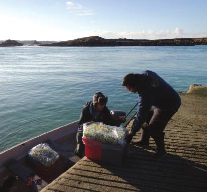 OUR ISLAND PARTNERS OUR ISLAND PARTNERS To ensure that we have the very best quality scented narcissi throughout the season we work