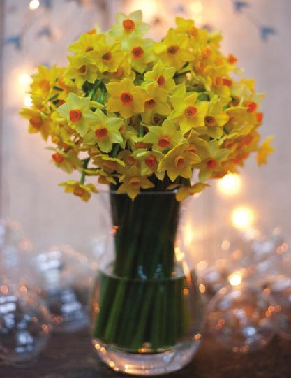Christmas Traditions Sending and receiving flowers is a lovely Christmas tradition. We know that for many of your friends and family Christmas wouldn t be the same without some Scillonian Narcissi.