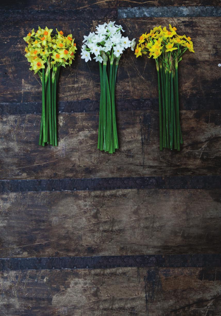 Narcissi Varieties 1. HUGH TOWN Picked from mid January until as late as March, this new variety of narcissi is large and strong with a buttery yellow colour. 2.