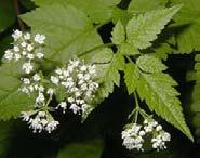 outline Flowers: White to pale yellow, in loose umbels, stalks elongate in fruit Fruit: