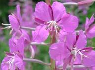Habit: Perennial herbs, erect stems 4-5 ft tall, with profuse pink flowers, from spreading