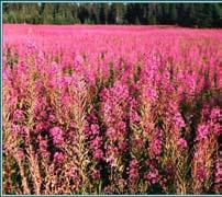 Fireweed, Blooming Sally Epilobium angustifolium L. Uses: Important colonizer of burned areas.