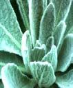Leaves: first year a basal rosette then becoming alternate; mostly entire, softly grey-hairy, lower