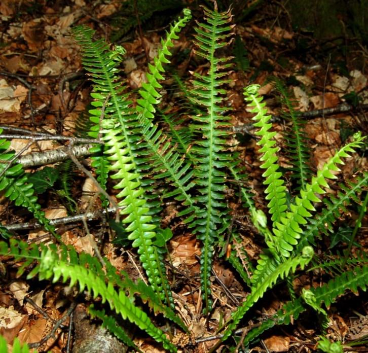 Ferns Unlike other plants in this guide, ferns are non-flowering plants.