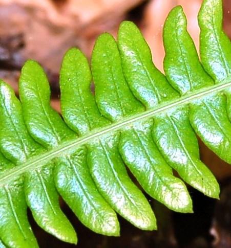 Fronds may be undivided and simple like Hart s tongue fern (pictured below) or may be