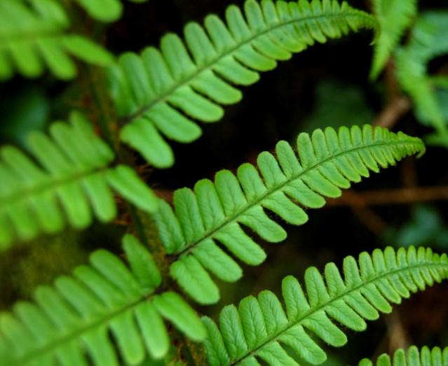 Ferns Common male fern, Dryopteris filix-mas