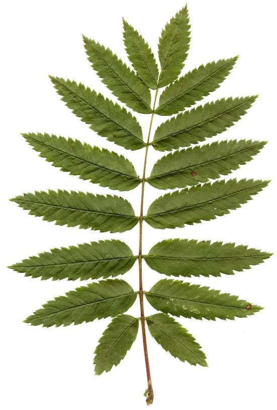 Woody plants with compound leaves: Ash, Fraxinus excelsior Leaves: The picture here show one ash leaf.