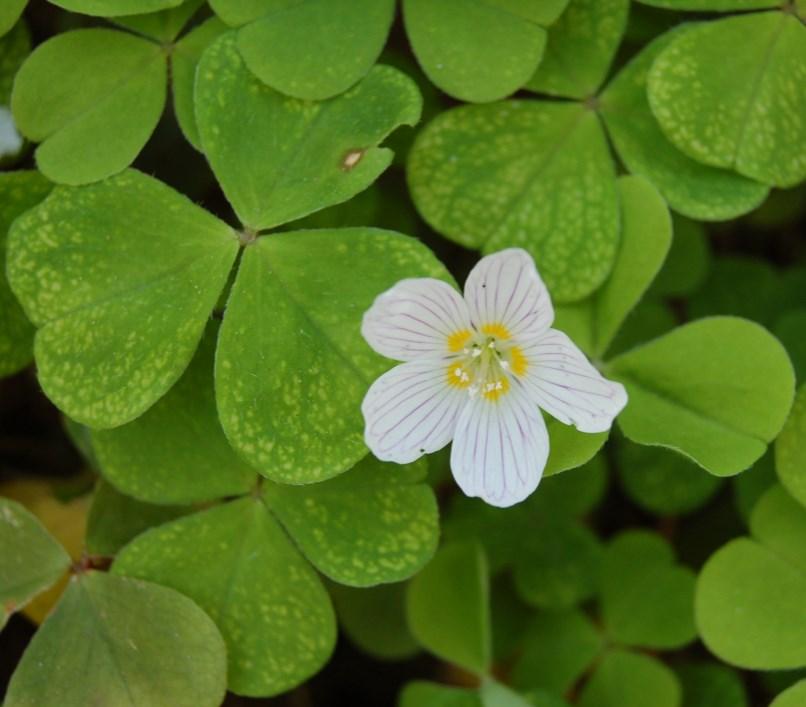 Wood sorrel, Oxalis acetosella Low-growing ancient woodland indicator and a native plant