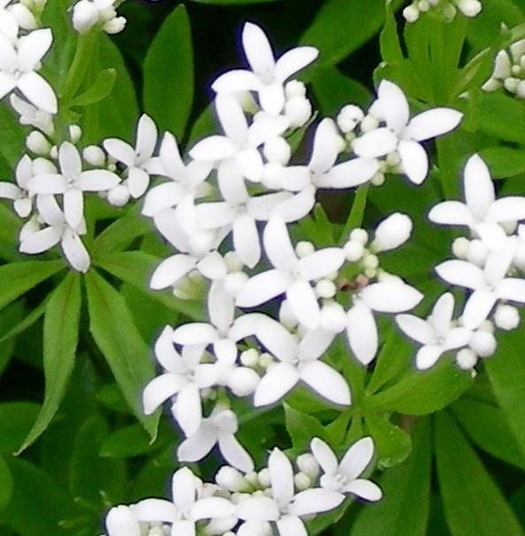 Flowers: Tiny, white flowers with four petals in a cross shape. Flowers from May-August.