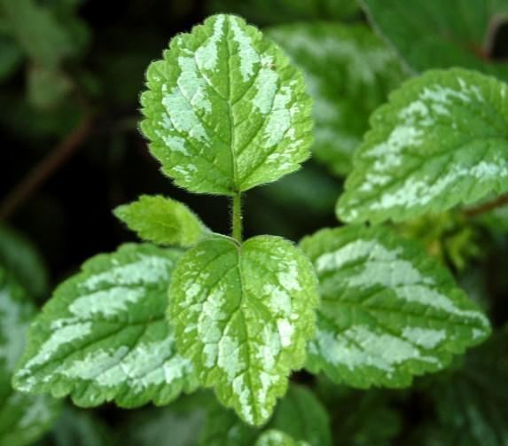 Non-woody plants with simple leaves - with toothed edges Yellow archangel,