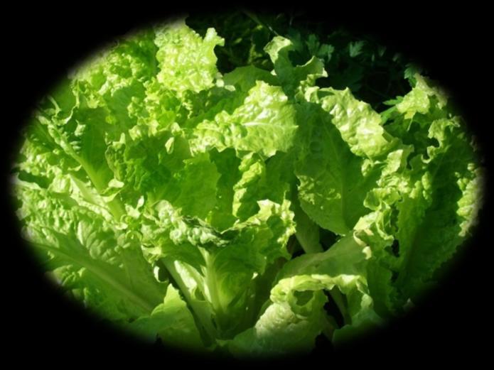 Romaine Lettuce Juices Romaine or cos lettuce, native name, lactuca sativa L. var. longifolia, has so few calories that it can be enjoyed in abundance and it provides various essential nutrients.