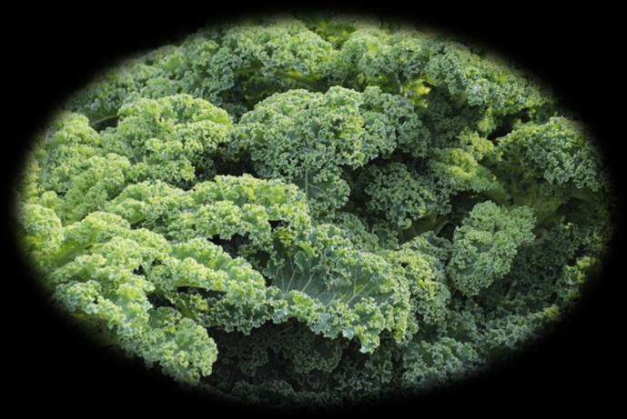 Kale Juices Kale or borecole (Brassica oleracea Acephala Group) is a vegetable marked by dark green or purple leaves. The darker the leaf the more nutrition it contains.