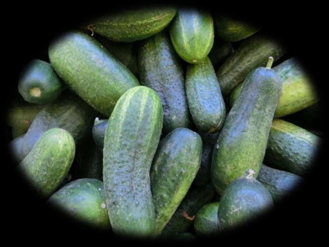 Cucumber Juices Cucumber is a popular vegetable that is cultivated from the Cucumis sativus plant. Three varieties of cucumbers exist: slicing, pickling, and burpless.