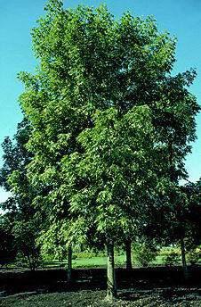 Deciduous Trees Fallgold Ash Fraxinus nigra Fallgold ) Features: This is a male tree and seedless with a high dense canopy. Compound pinnate leaves are deep green.