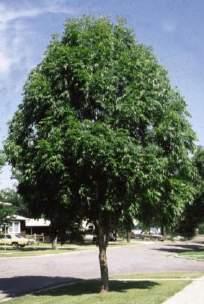 Mature height: 30-35ft Mature spread: 15-18 ft Mancana Ash (Fraxinus mandchurica) Features: Also known as Manchurian Ash, this tree has one of the most defined silhouettes of any landscape tree,