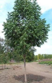 Mature height: 25-35 ft Mature spread: 16-20 ft Northern Treasure Ash (Fraxinus Northern Treasure ) Features: An unusual cross between the black and Mancana ash, this relatively narrow upright shade