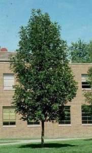 Mature spread: 30-40 ft Prairie Spire Ash (Fraxinus Pennsylvanica Rugby ) Features: This variety grows into a narrow pyramidal form creating a tall accent with a spread of 12-15 ft.