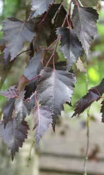 Crimson Frost Birch (Betula x Crimson Frost ) Features: This birch has an upright pyramidal shape. It is noted for its burgundy to purple foliage and exfoliating white bark with cinnamon hues.