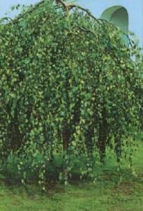 Mature spread: 15-18 ft Paper Birch-Mutli-stem (Clump) (Betula papyrifera) Features: This multi-trunked variety has a light open canopy of small leaves that turn bright clear yellow in the fall.
