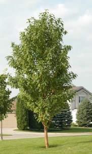 Mature height: 20-30 ft Mature spread: 18-22 ft Youngii Birch (Betula pendula `Youngii`) Features: This cultivar of the white birch has an unusually strong weeping habit.