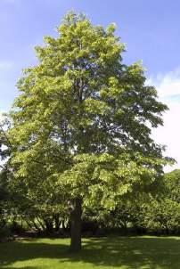 It is a low maintenance tree, extremely hardy and very adaptable.