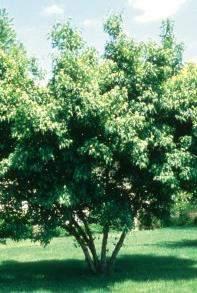 Mature spread: 18-22 ft Norlin Linden (Tilia cordata Ronald ) Features: This hardy variety of littleleaf Linden grow 10-15% faster than the species.